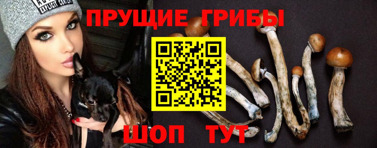 Галлюциногенные грибы Psilocybe Новочеркасск
